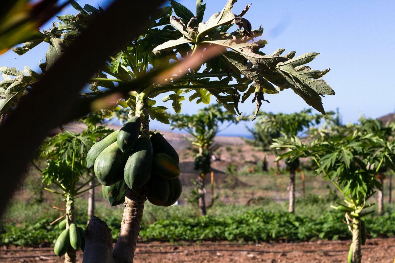 Finca Arbequina Пайара Экстерьер фото