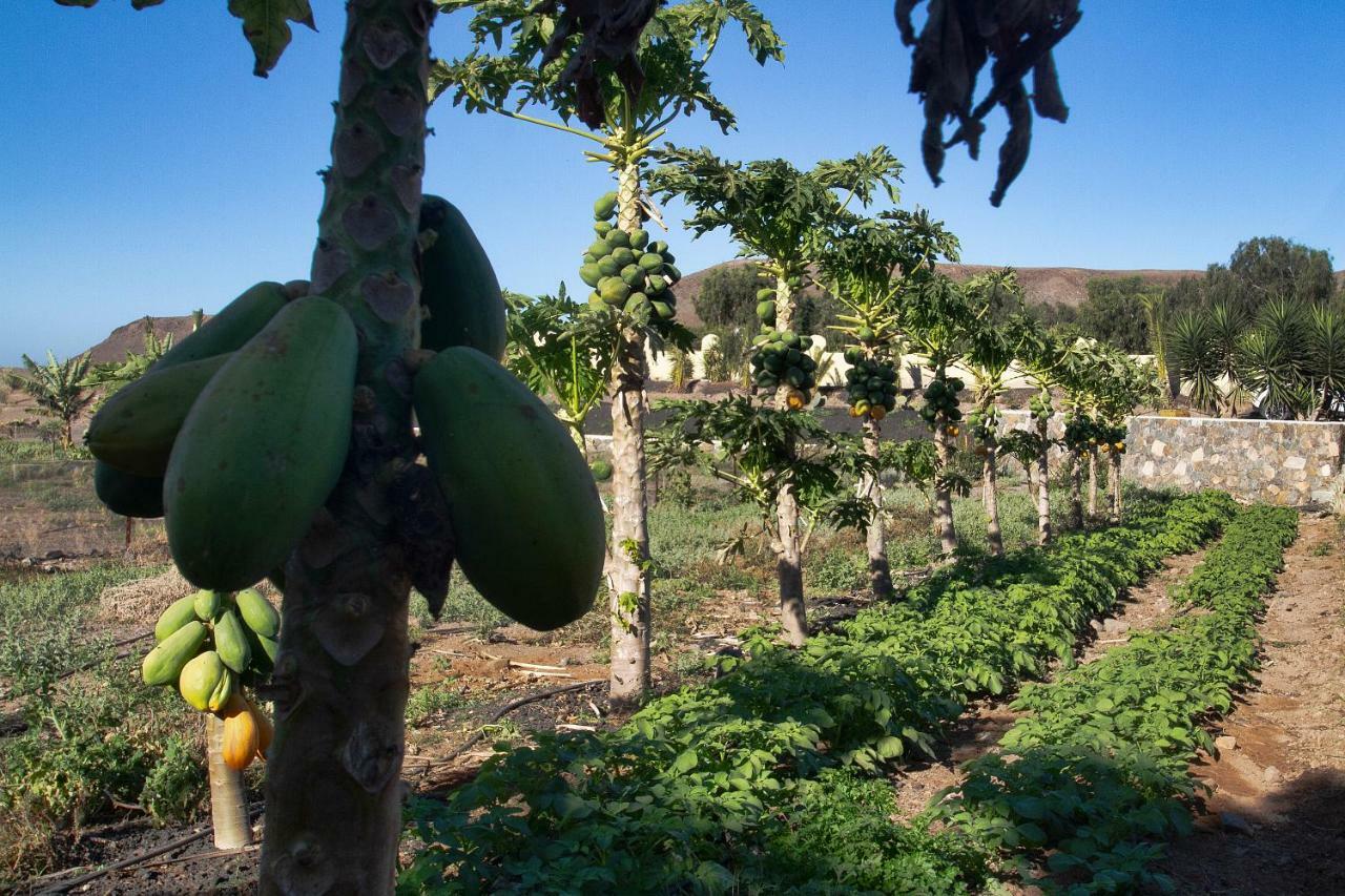 Finca Arbequina Пайара Экстерьер фото